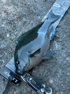 メジナの釣果