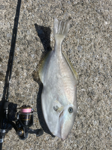 ウスバハギの釣果