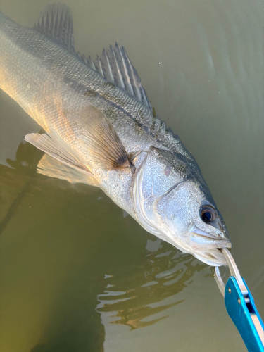 スズキの釣果