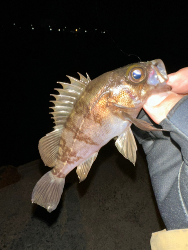 メバルの釣果