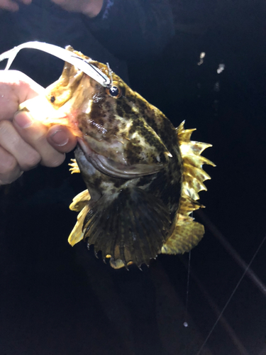 タケノコメバルの釣果