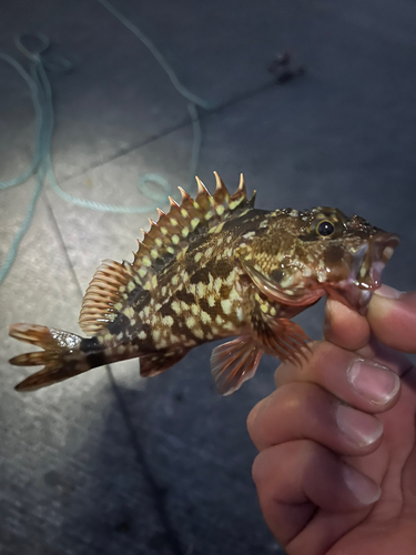 カサゴの釣果