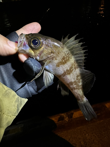 メバルの釣果