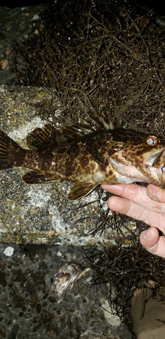 タケノコメバルの釣果