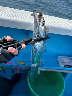 タチウオの釣果