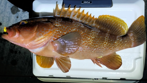 アコウの釣果