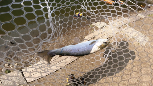 ニジマスの釣果