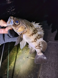 メバルの釣果