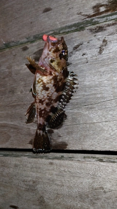 カサゴの釣果