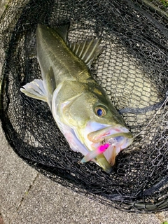 スズキの釣果