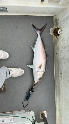 カンパチの釣果