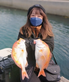 レンコダイの釣果