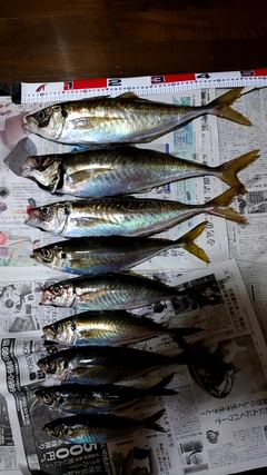 アジの釣果