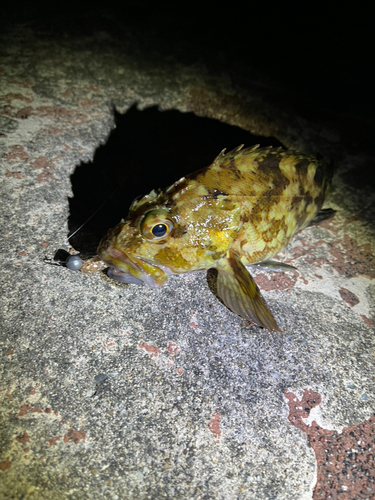 カサゴの釣果