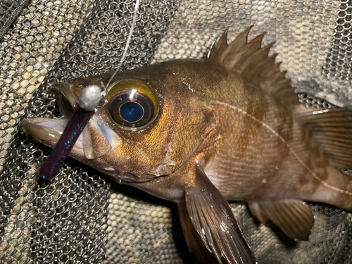 シロメバルの釣果