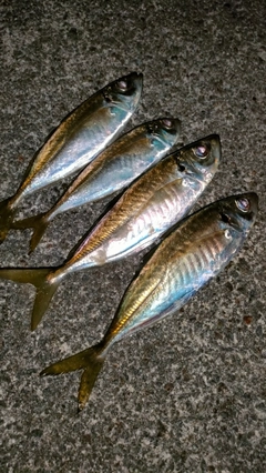 アジの釣果