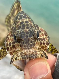 カンモンハタの釣果