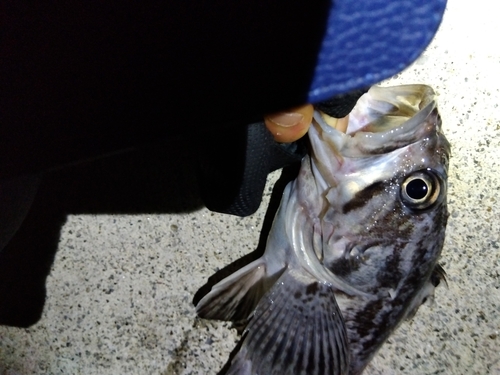 クロソイの釣果