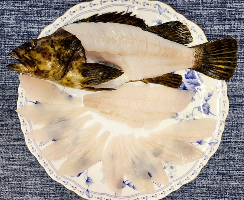 タケノコメバルの釣果