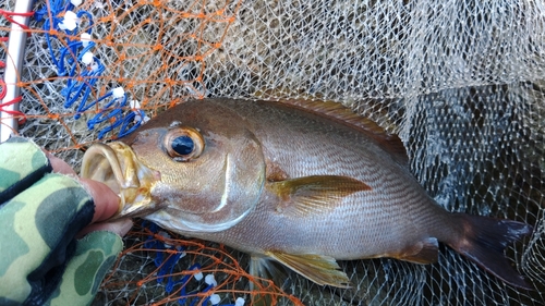 イサキの釣果