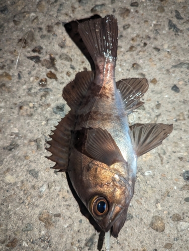 アカメバルの釣果