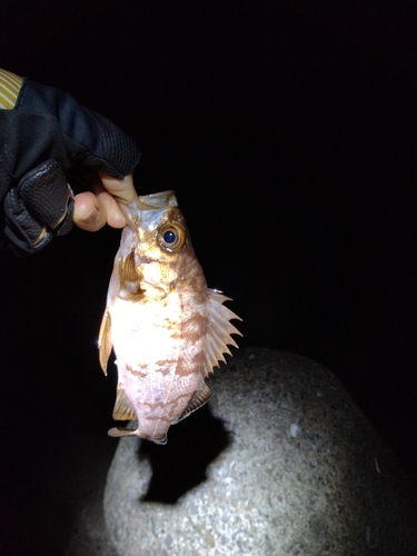 シロメバルの釣果