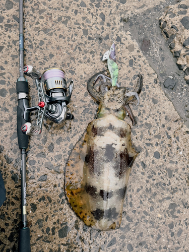 アオリイカの釣果