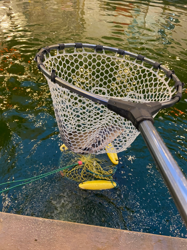 コイの釣果