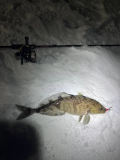 ホッケの釣果