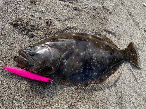 ヒラメの釣果