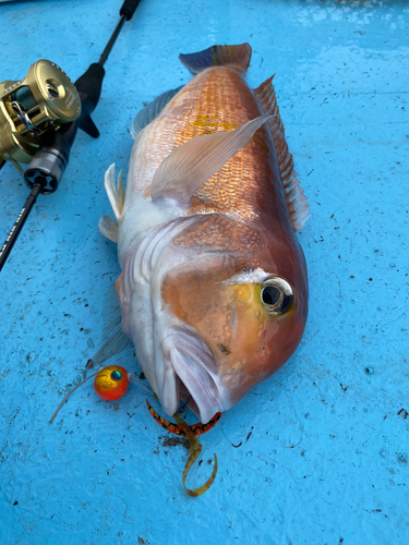 アカアマダイの釣果