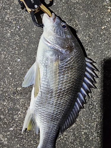 チヌの釣果