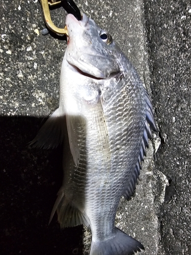 チヌの釣果