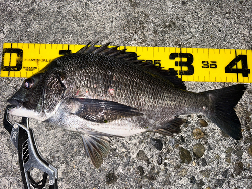 クロダイの釣果