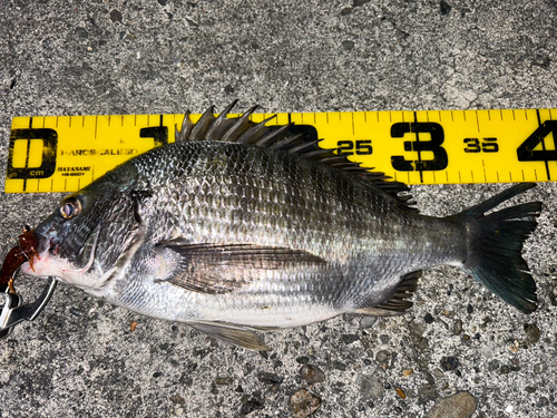 クロダイの釣果