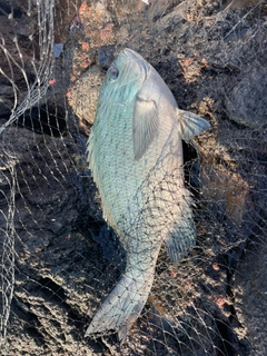 クロの釣果