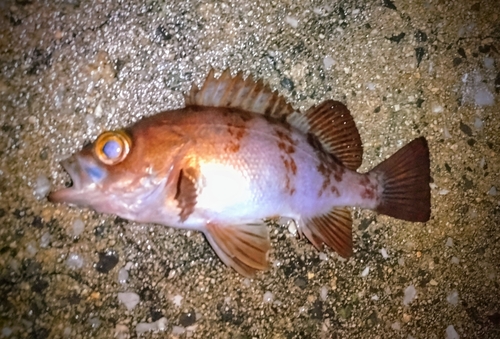 メバルの釣果