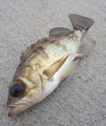 シロメバルの釣果