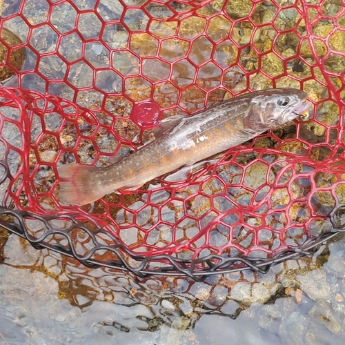 イワナの釣果