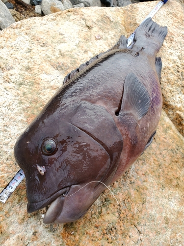 カンダイの釣果