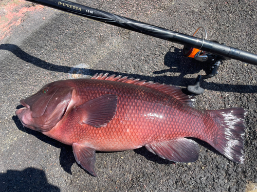 コブダイの釣果