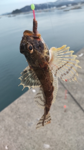 カジカの釣果