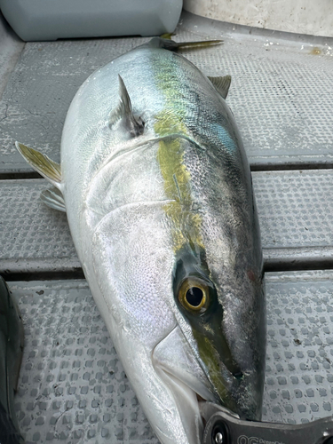 ブリの釣果