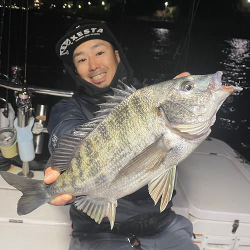 クロダイの釣果