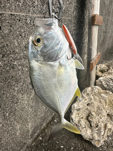 メッキの釣果