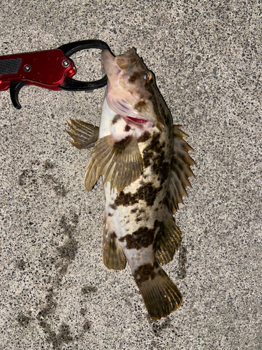 ベッコウゾイの釣果