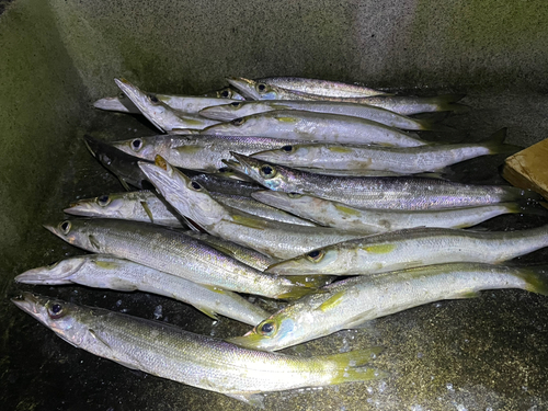 カマスの釣果