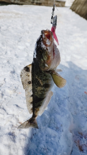 ホッケの釣果