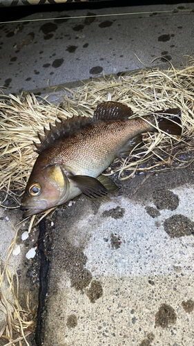 エゾメバルの釣果