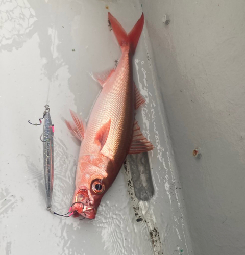 ハチビキの釣果